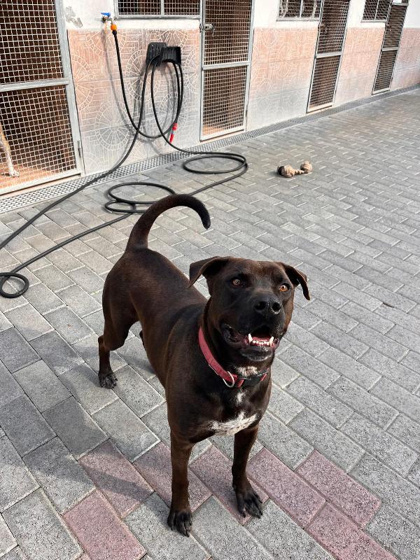 NIGEL, LA SUA RINASCITA Foto 2